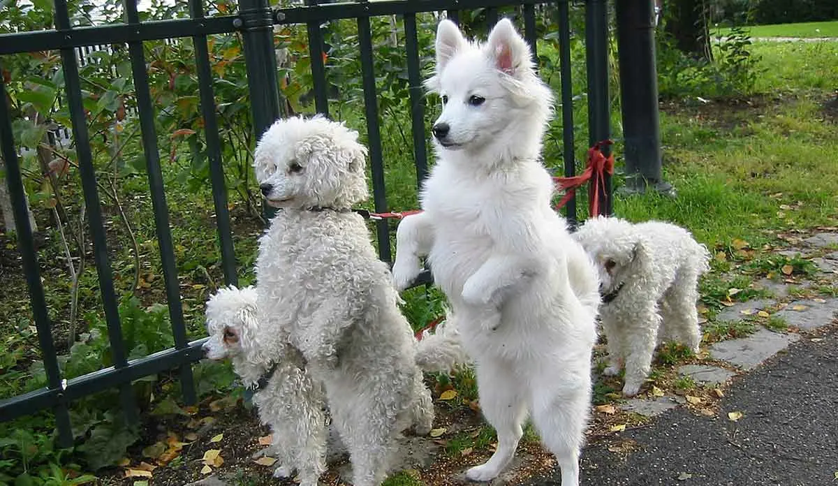 White_dogs_on_hind_legs