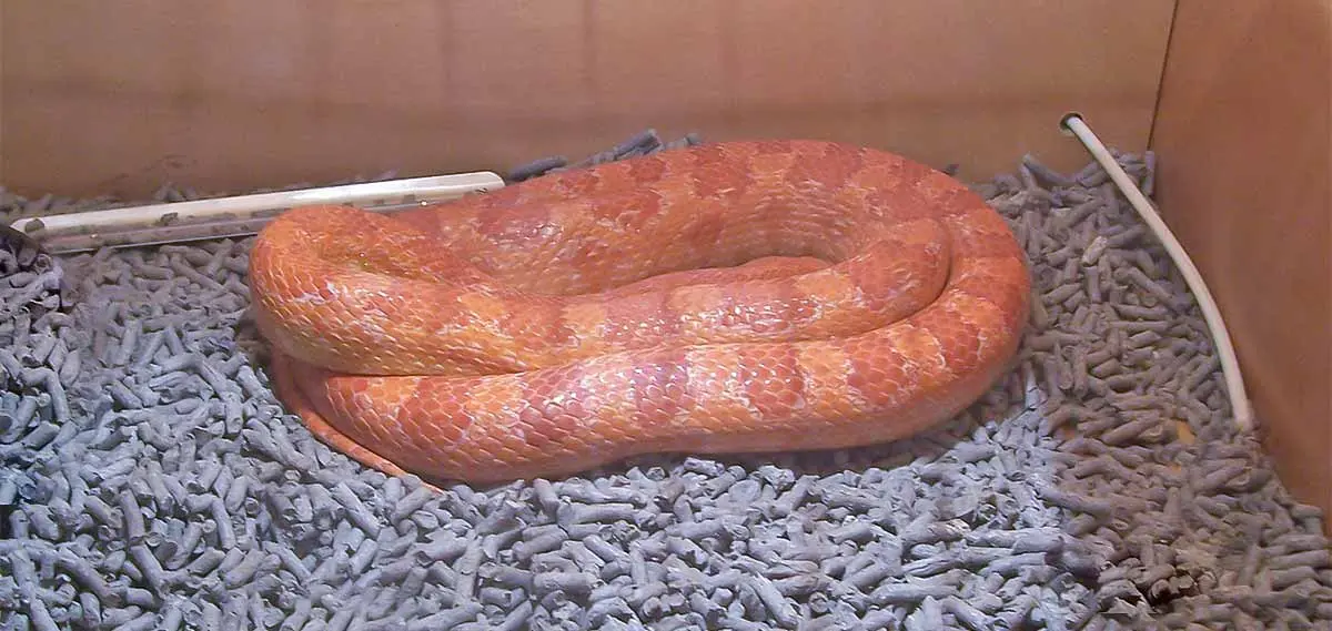 a snake curled up in its tank