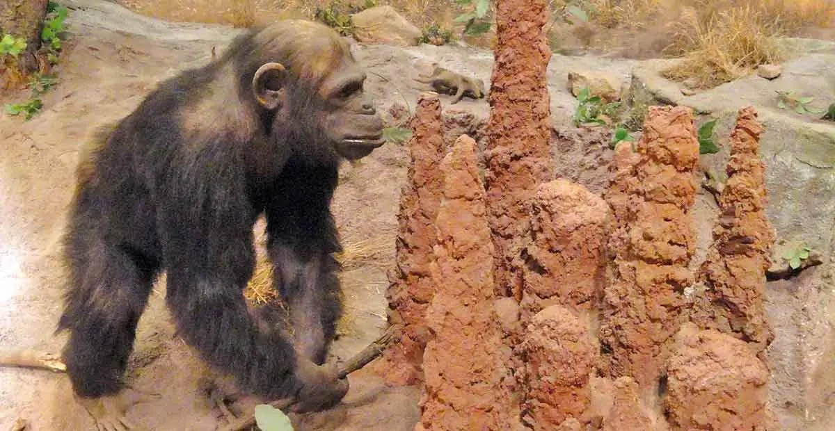 chimp termite mound