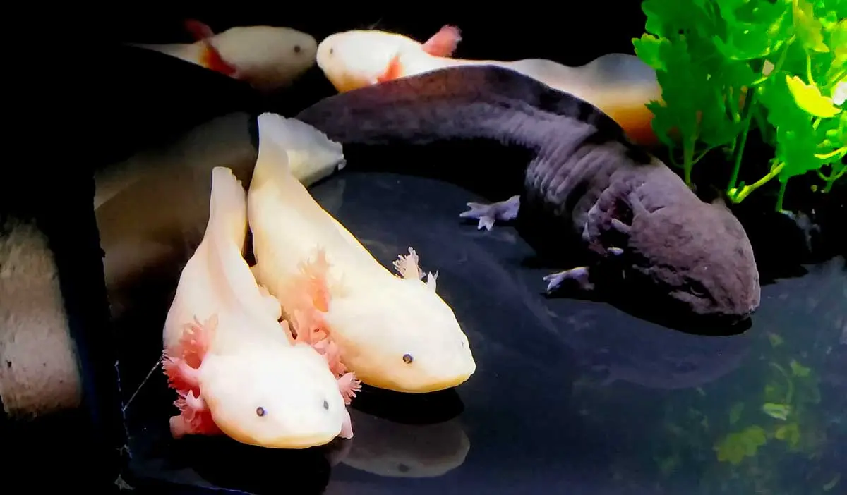 four axolotls in a tank pink and black