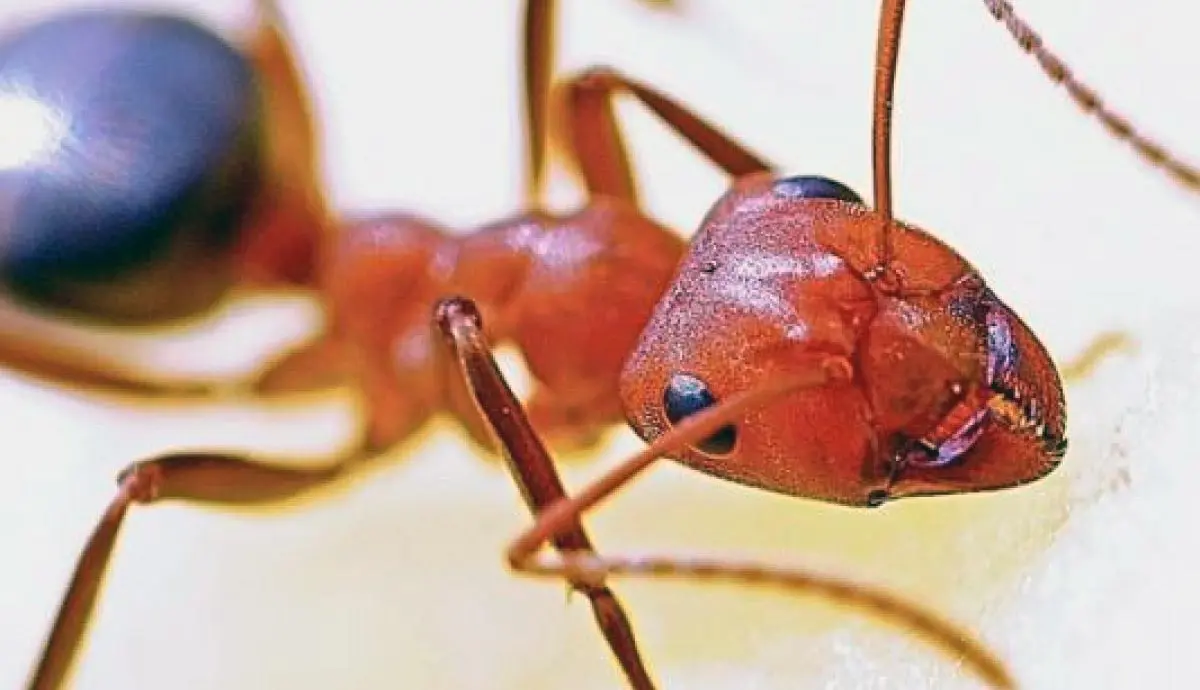fire ant closeup