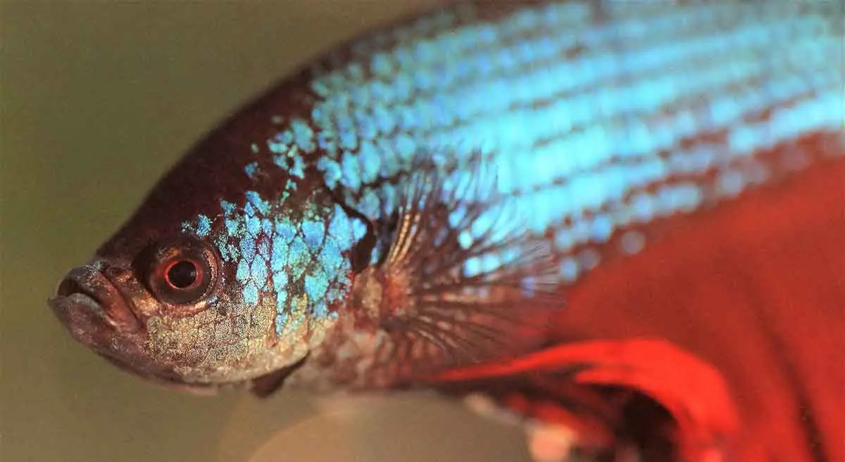 hexamita betta fish