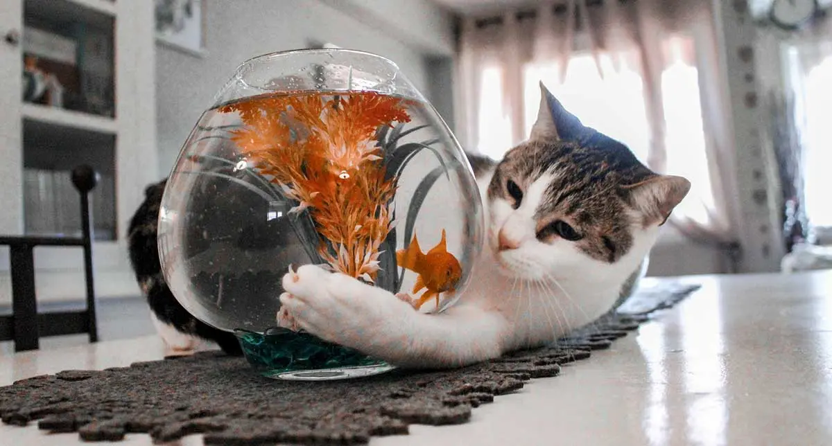 cat playing with goldfish tank