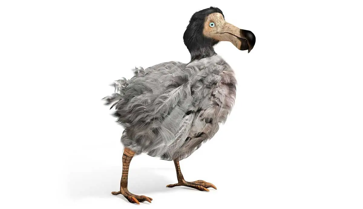 dodo extinct flightless bird of mauritius