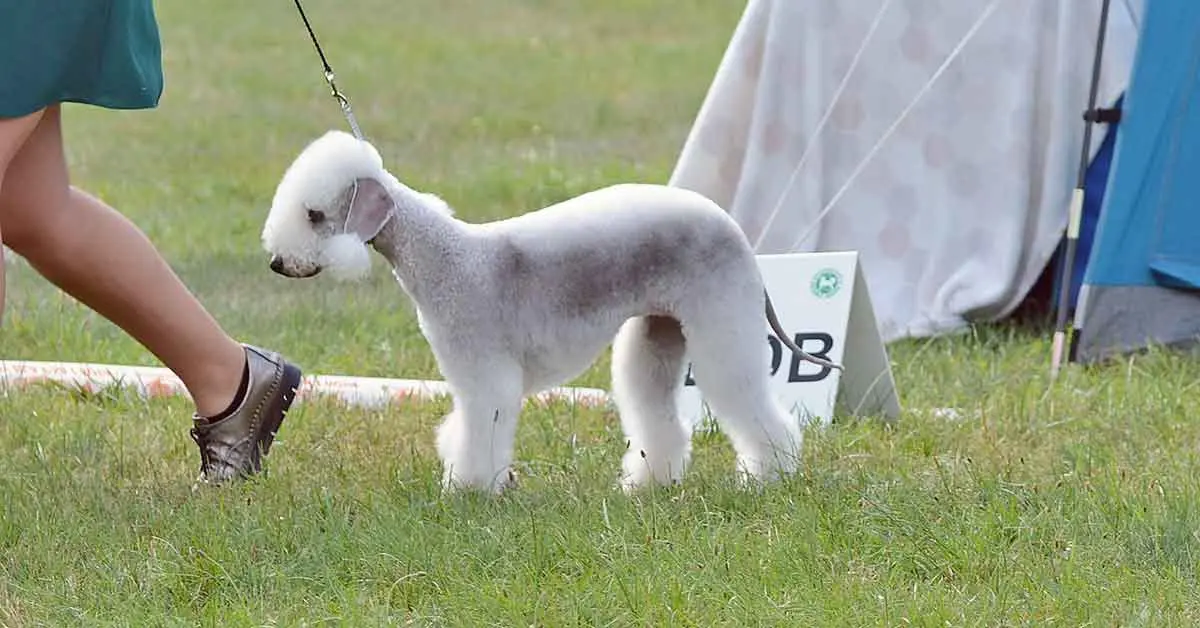 bedlington terrier show dog competing grass field