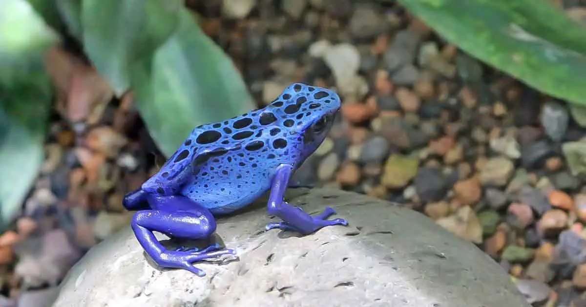 poison dart frog blue
