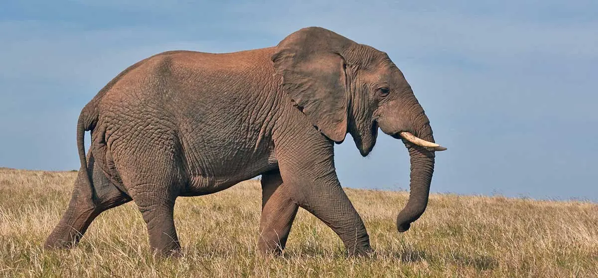 elephant walking through grass