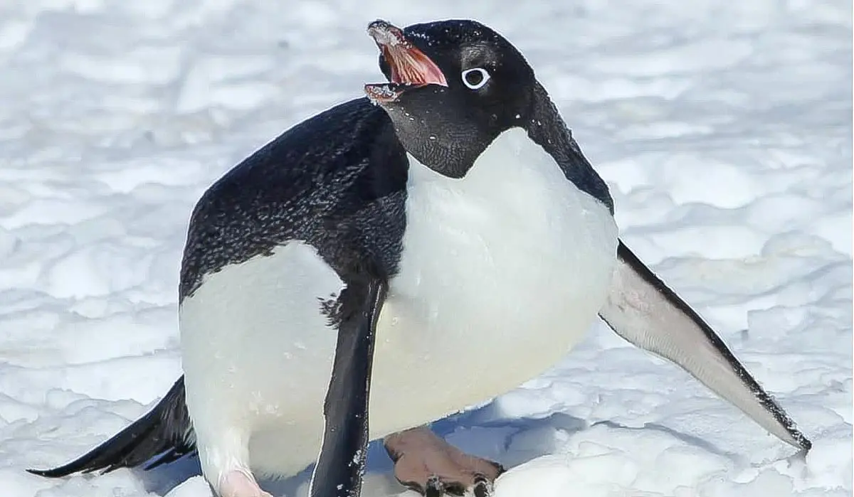 adelie.penguin