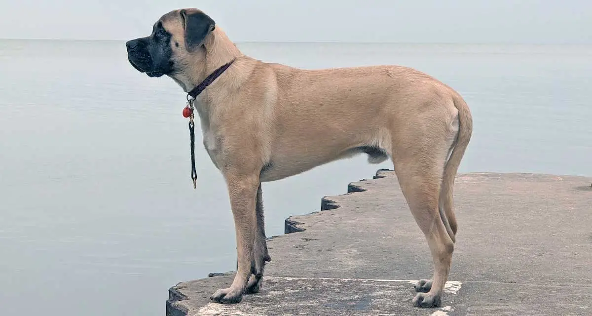 Mastiff Dog on a Concrete Floor Near the Body of Water