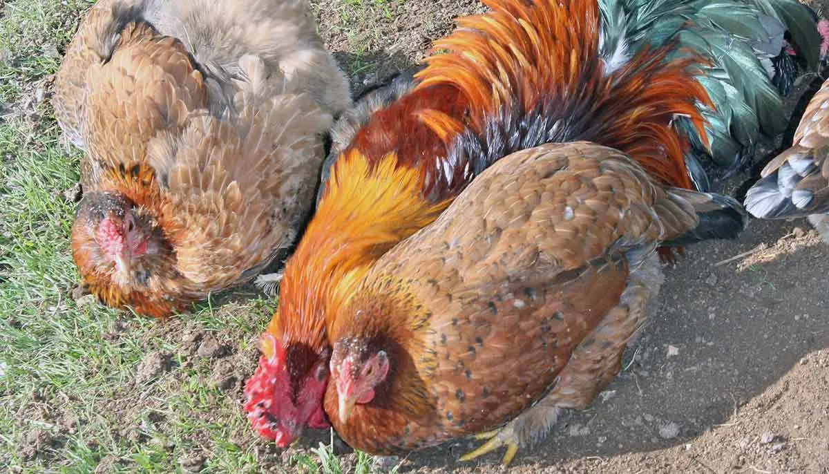 chickens dust bathing