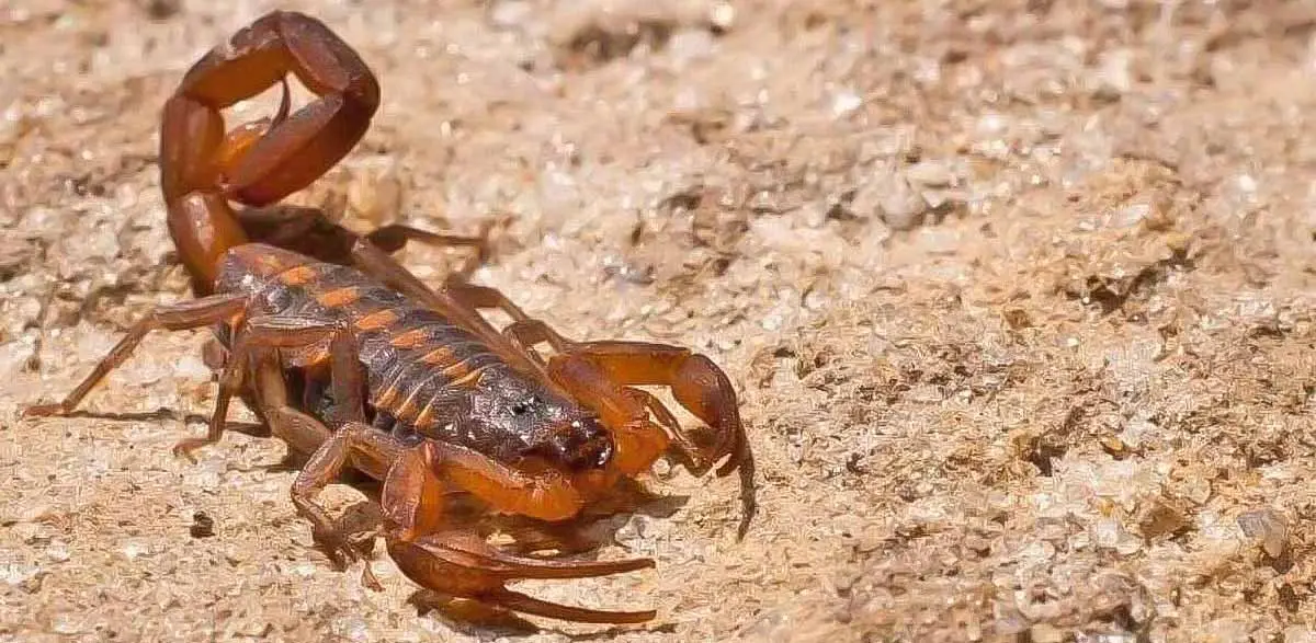 The Striped Bark Scorpion delivers neurotoxic venom