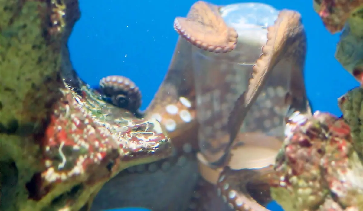 octopus opening container