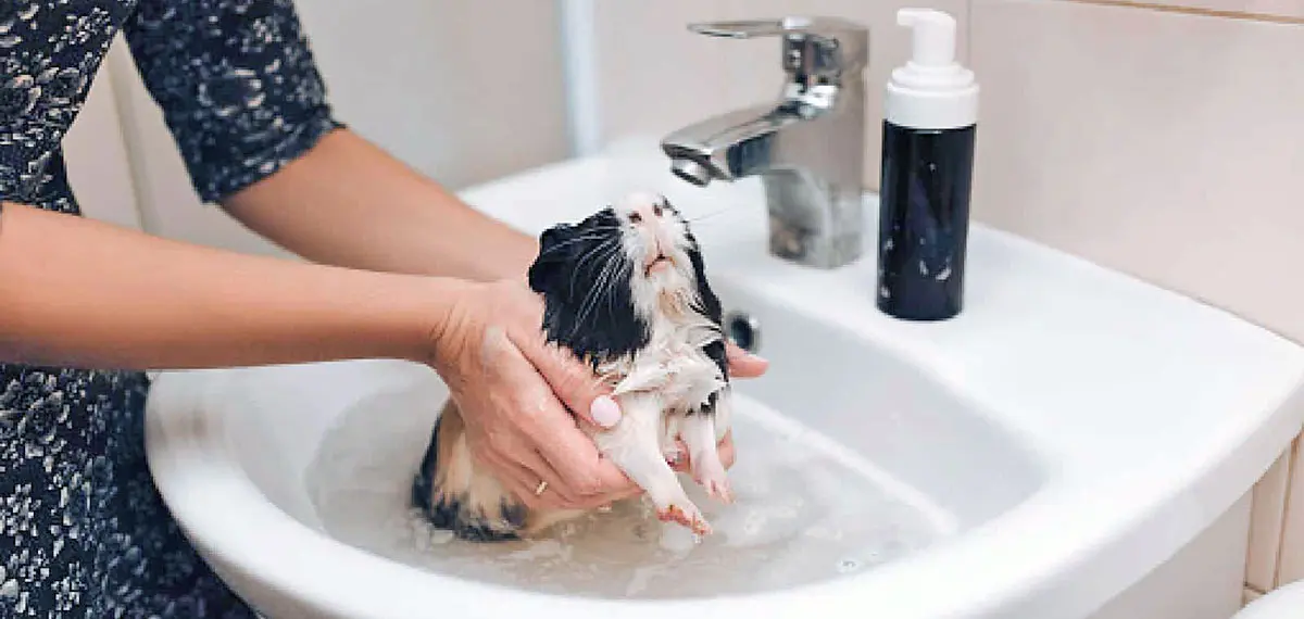 guinea pig baths