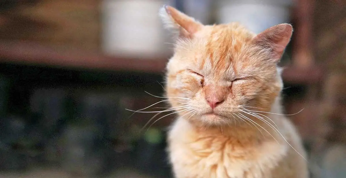 orange cat eyes closed