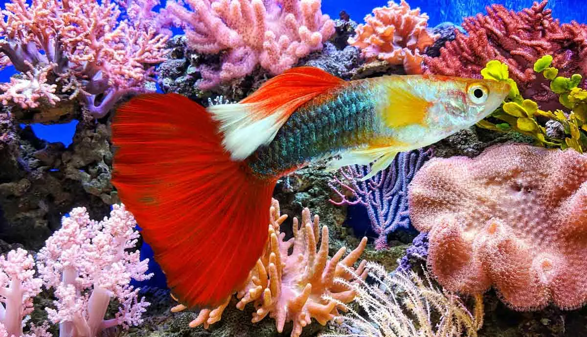 benefits of saltwater aquariums