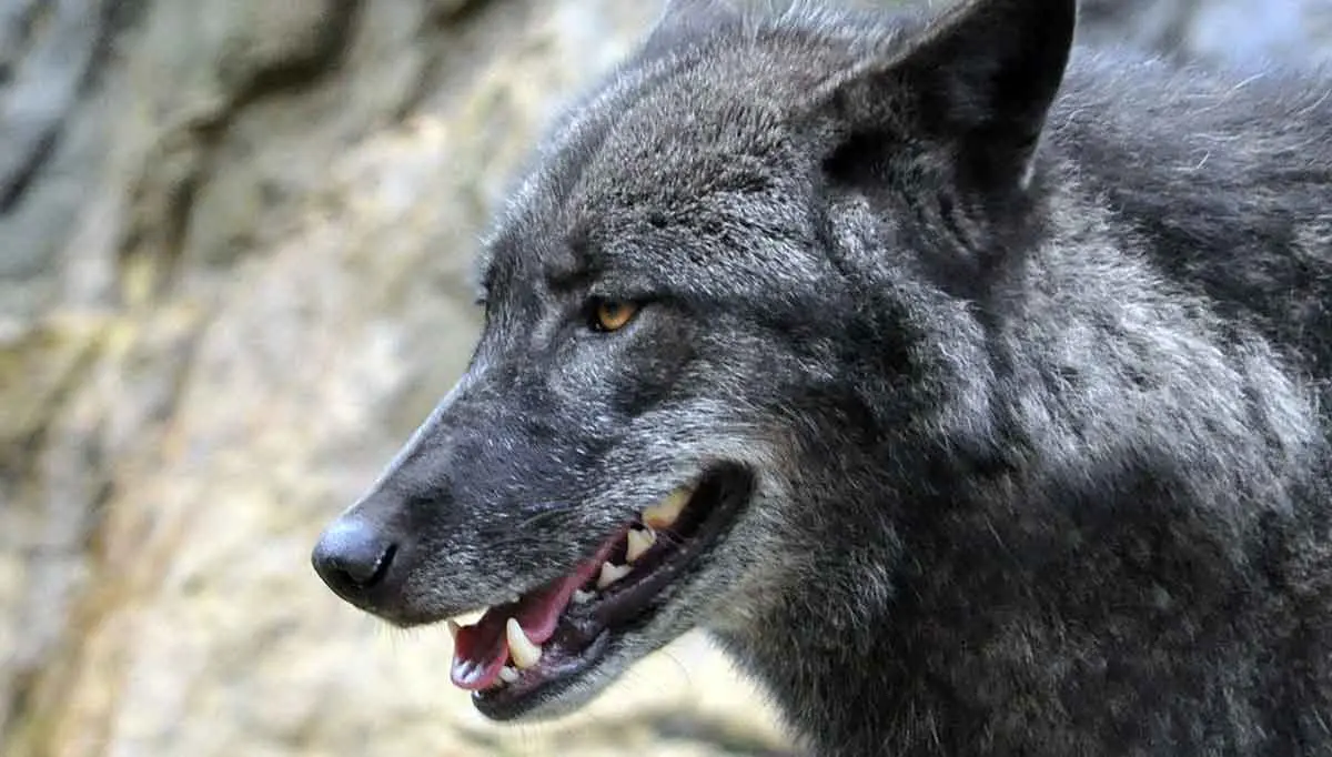 side picture of wolf