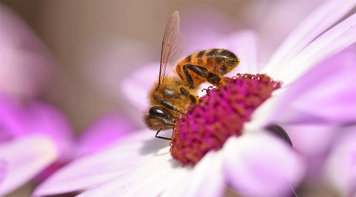 bee on a flower drinking nectar