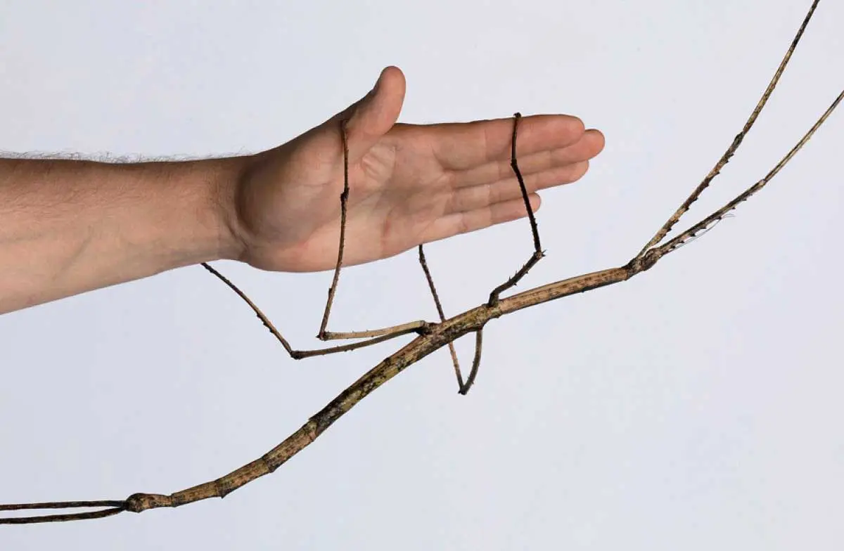 giant stick insect
