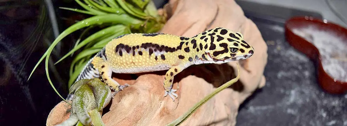 leopard gecko natural plants