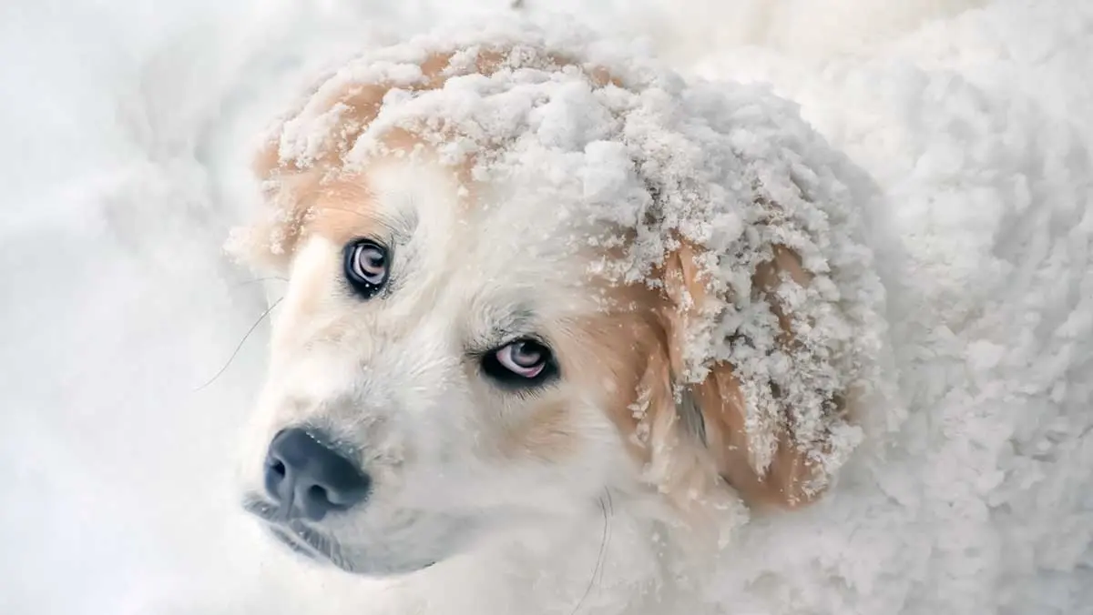 pyr puppy in snow