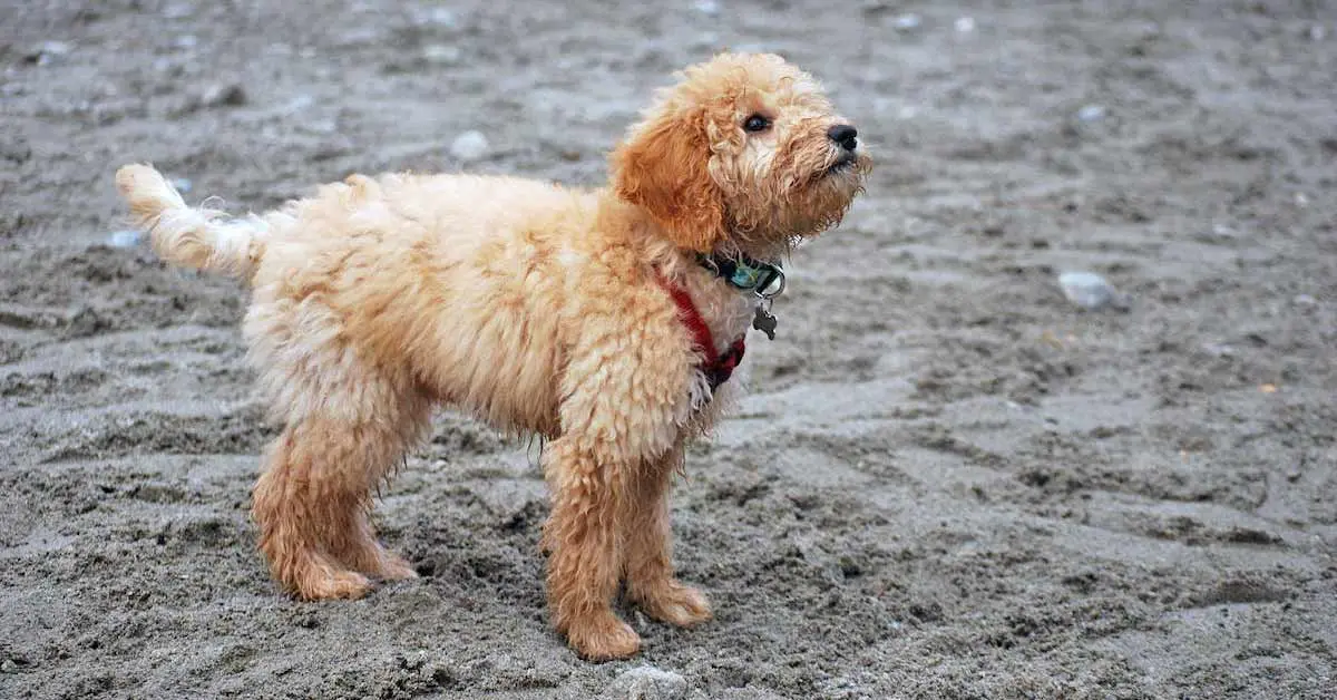 Small Goldendoodle Dog at the Beach