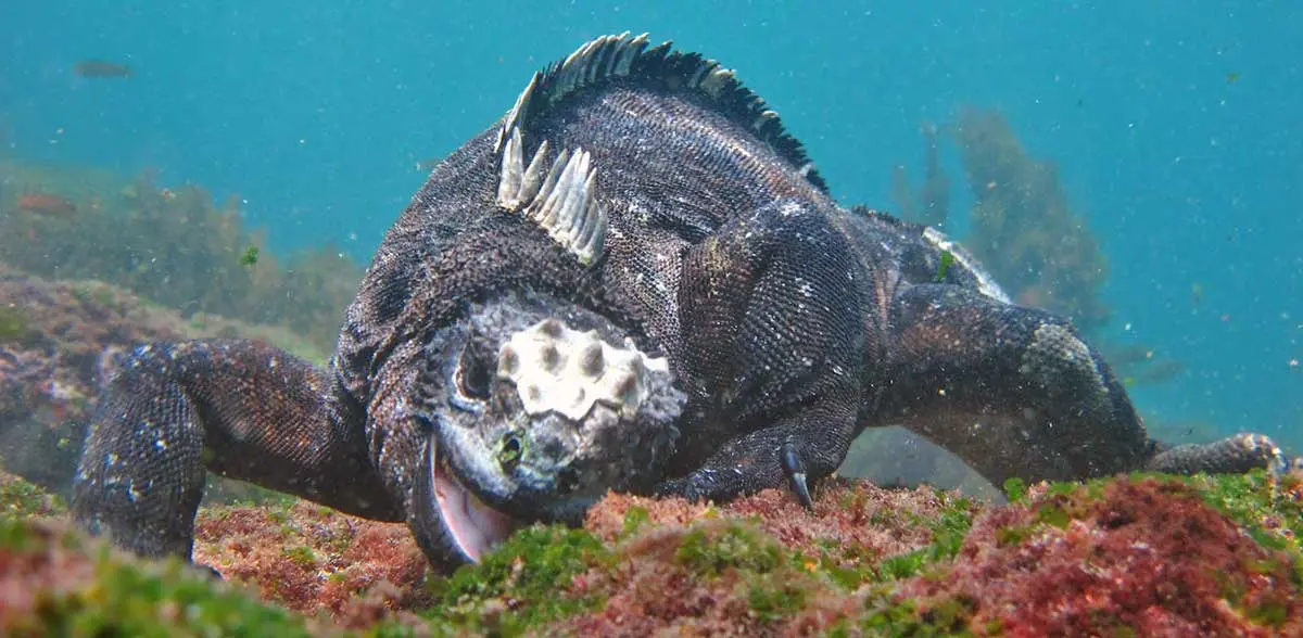 marine iguana eating algae