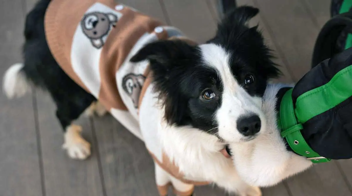 Sheepdog Wearing Brown and White Jersey