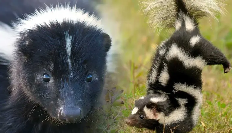 why do skunks spray understanding their unique defense