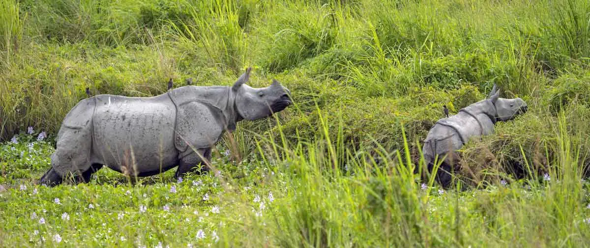 India Wildlife rhino in grasslands