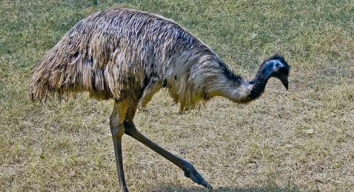 emu foraging