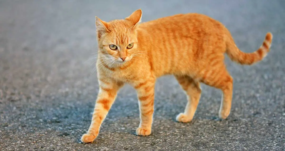 orange cat ears sideways