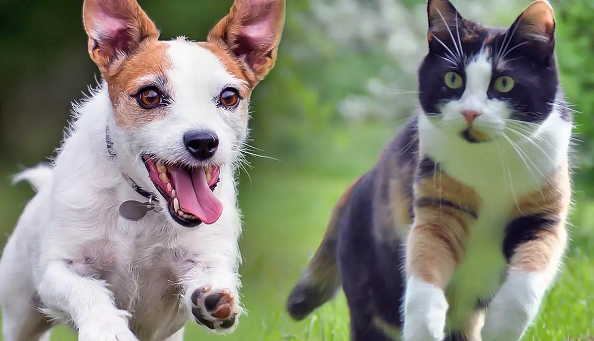 understanding why dogs chase cats