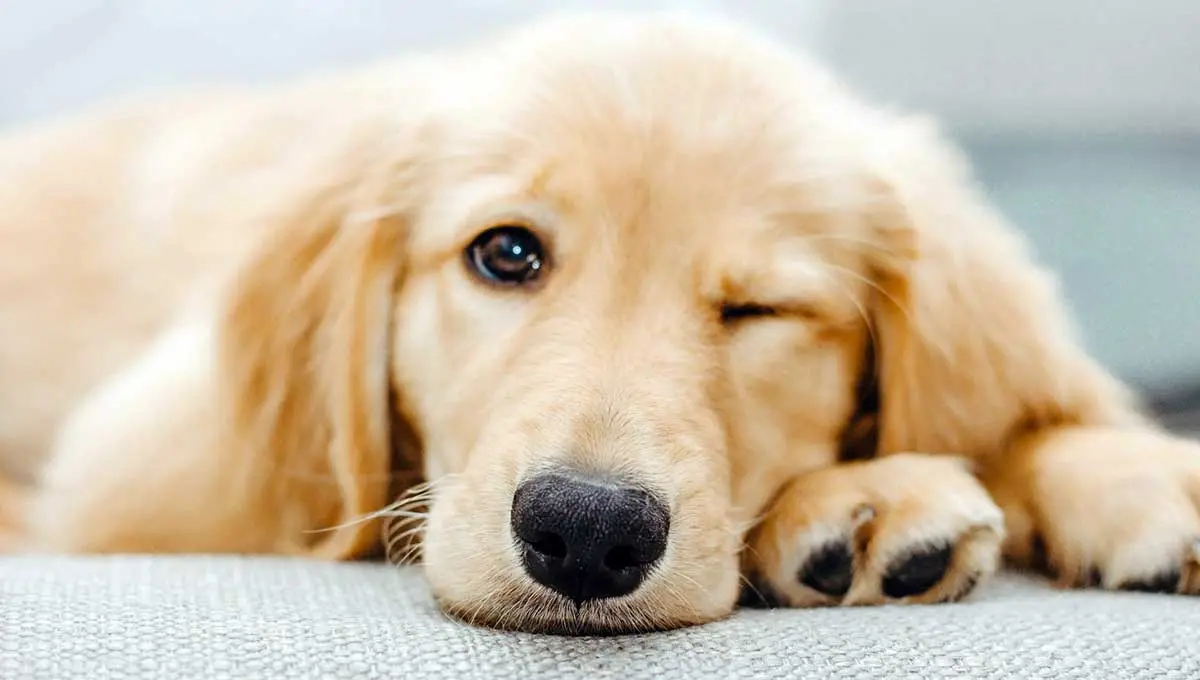 small golden retriever puppy winking at camera