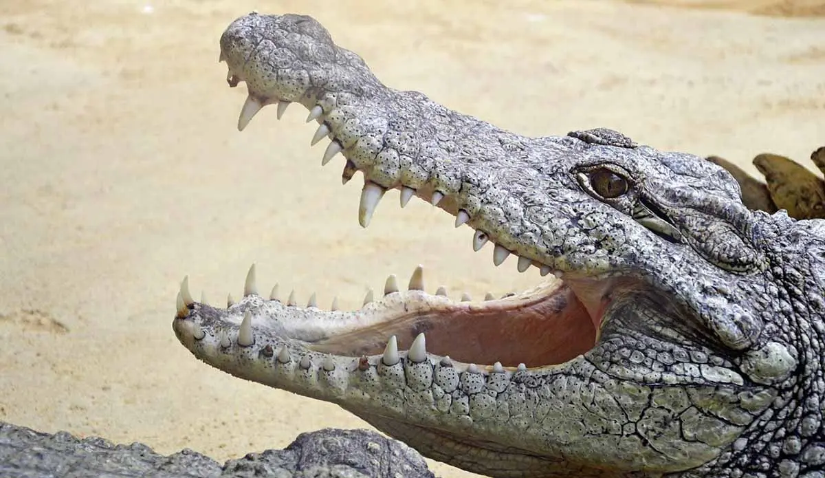 crocodile showing teeth while basking