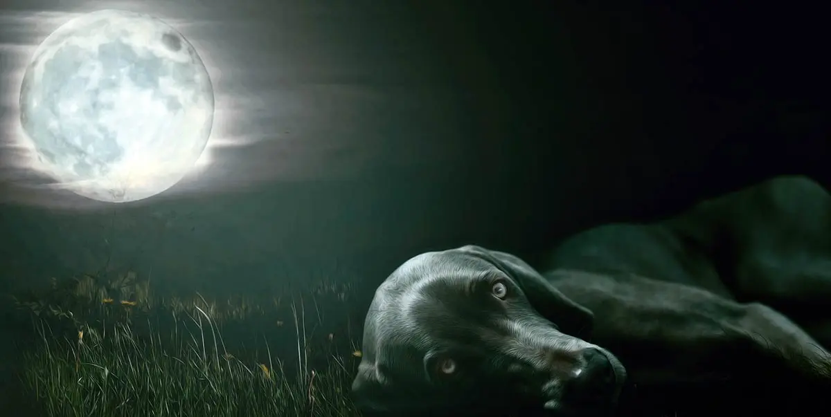 dog night moon