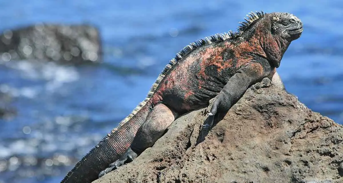 marine iguana sunbathing