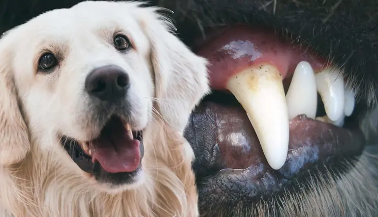 what is dental disease in dogs