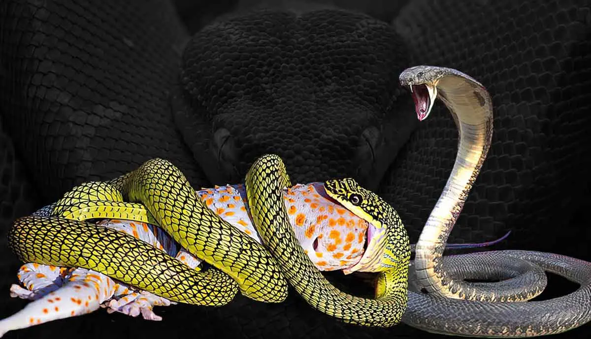 worlds most venomous snakes