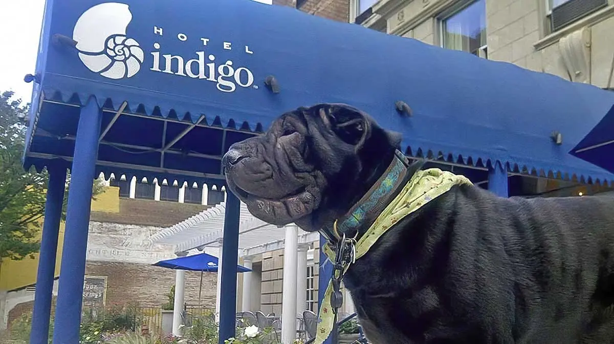 hotel indigo atlanta midtown dog