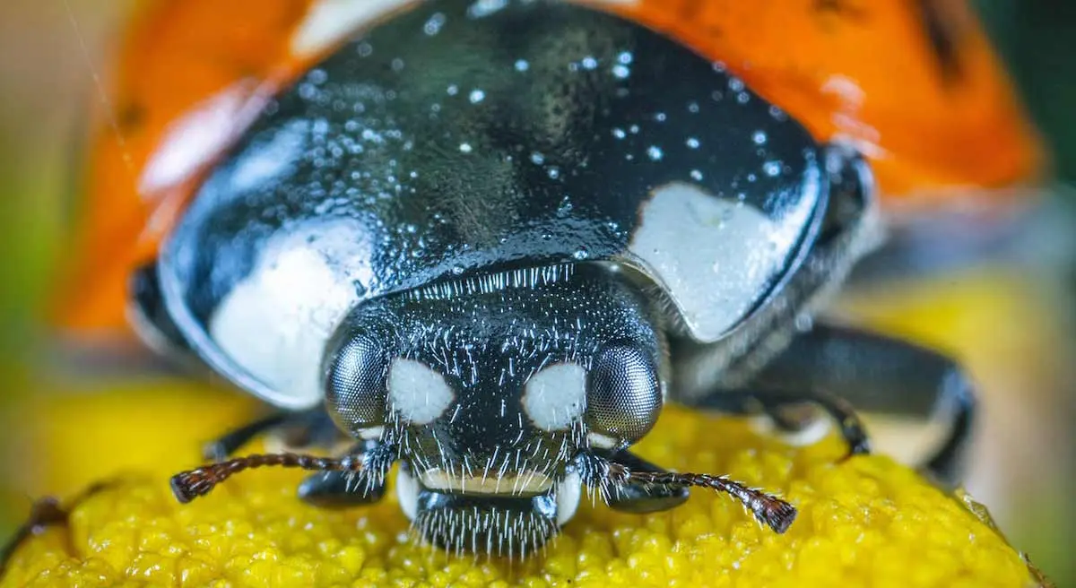 ladybug face up close