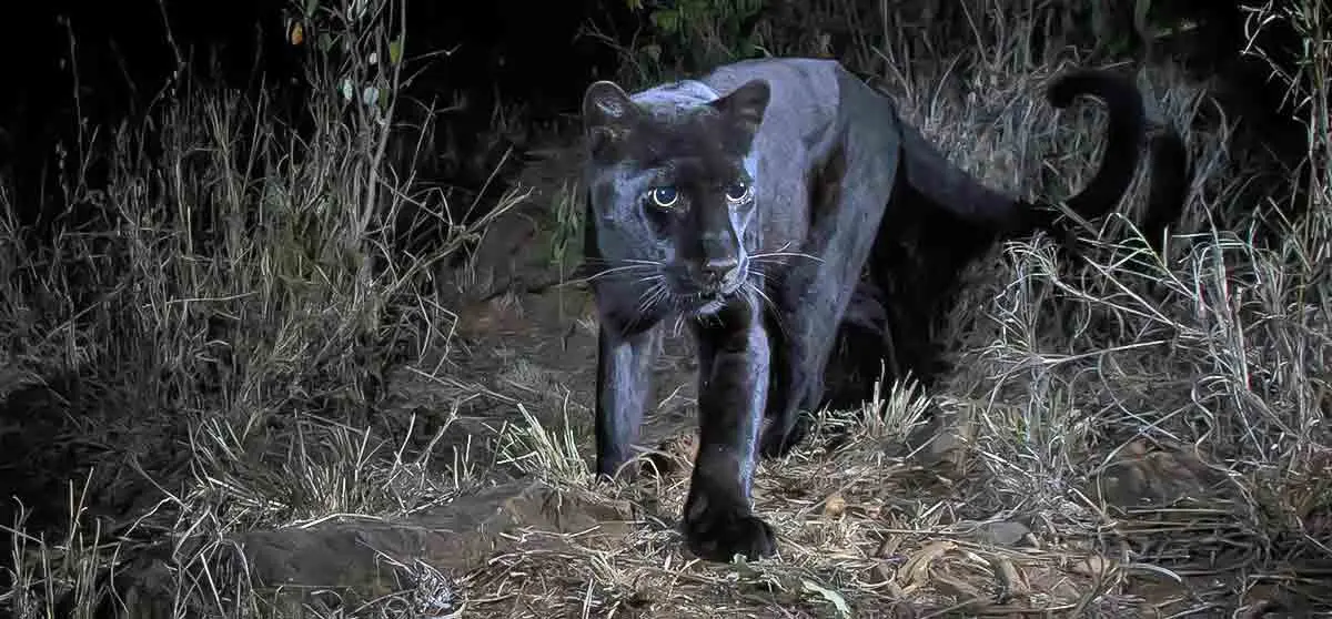black panther stalking in dark shadows