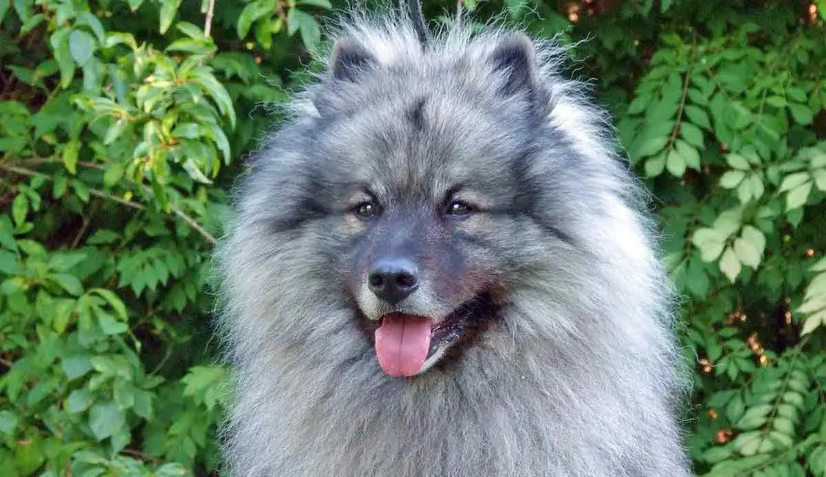 keeshond panting and sitting on grass