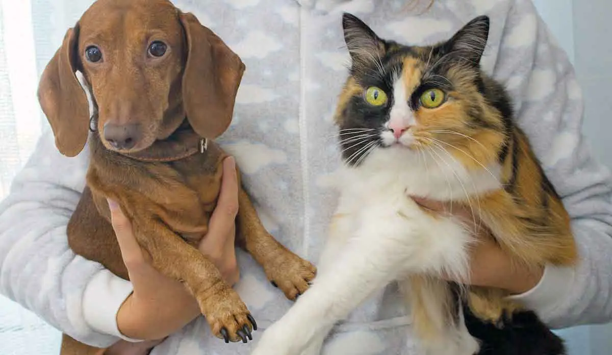 Person Holding a Brown Dog and a Long Haired Cat
