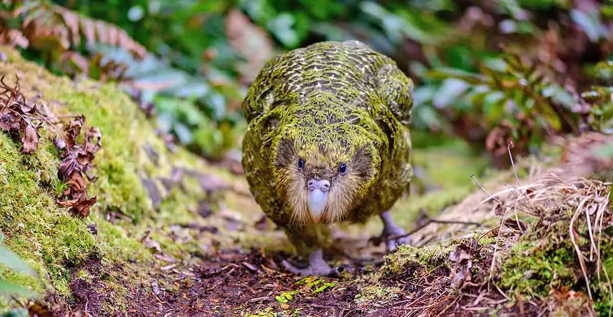 kakapo on forest floor