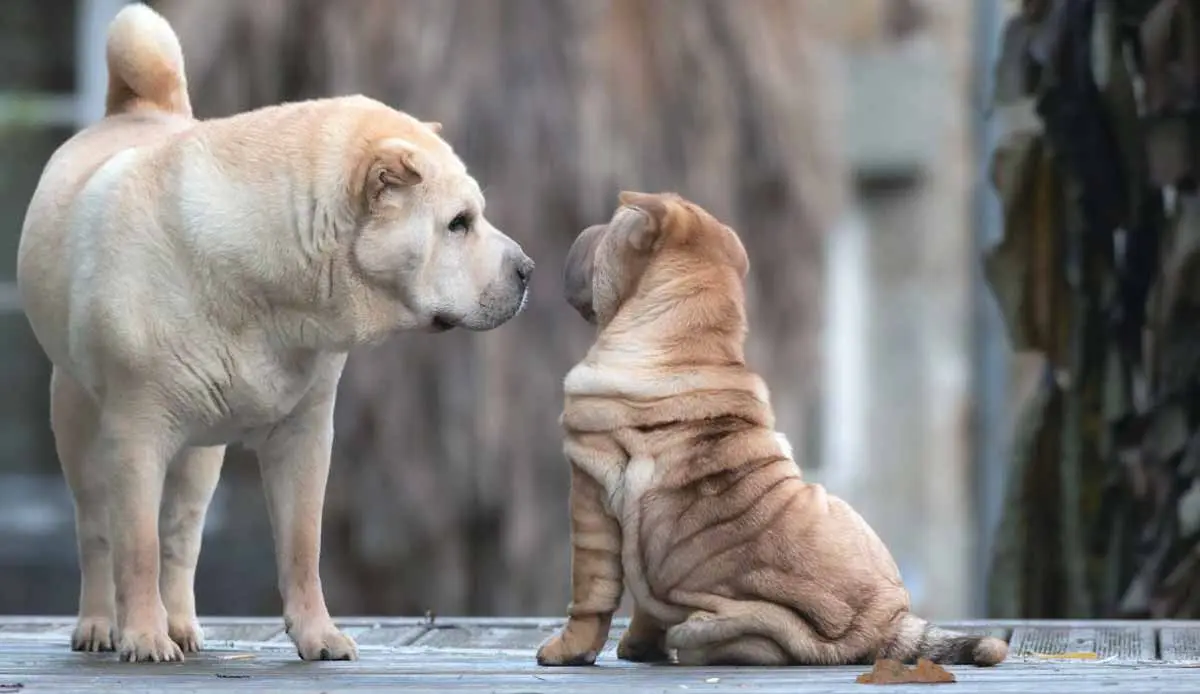Two Shar Pei Dogs Standing Together Outside