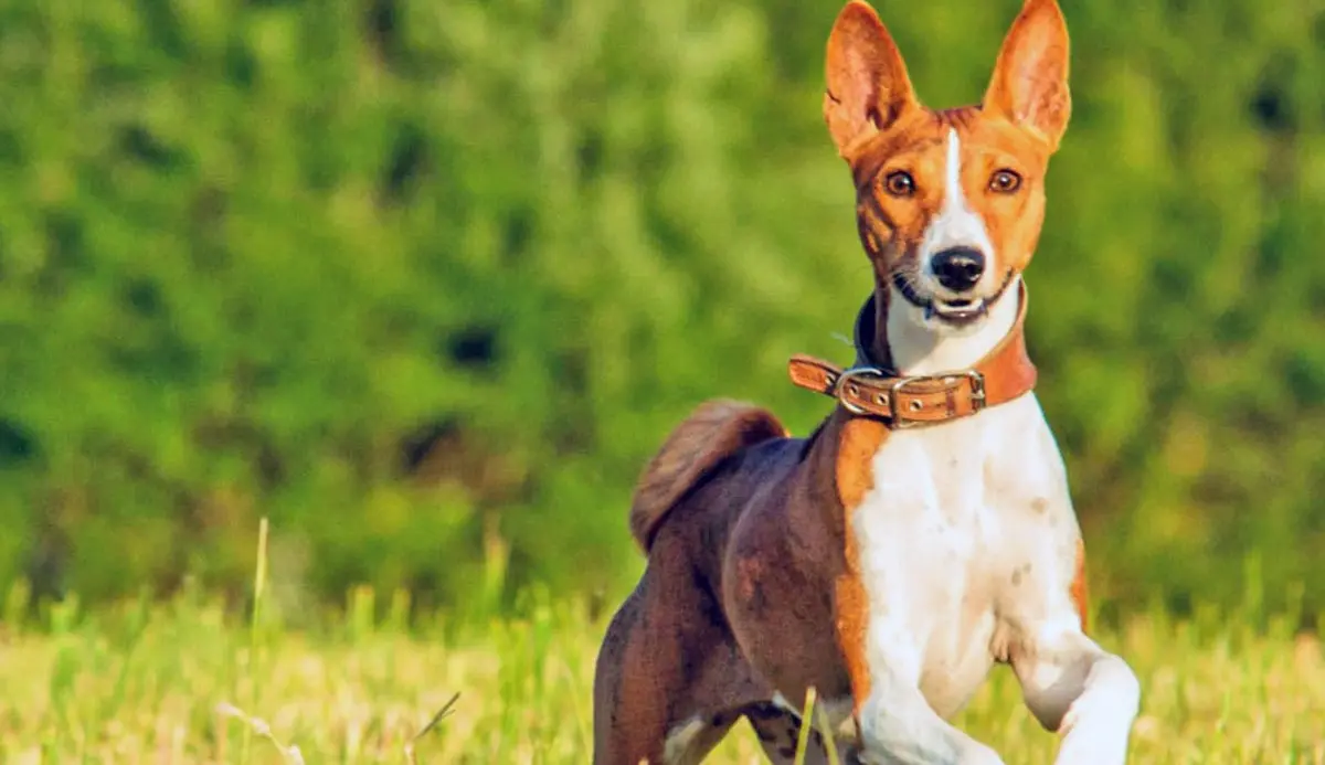 discover the fascinating world of basenjis a comprehensive breed guide