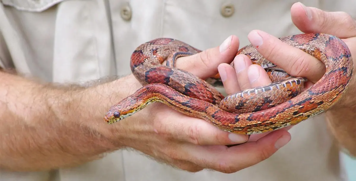 corn snake being held by handler