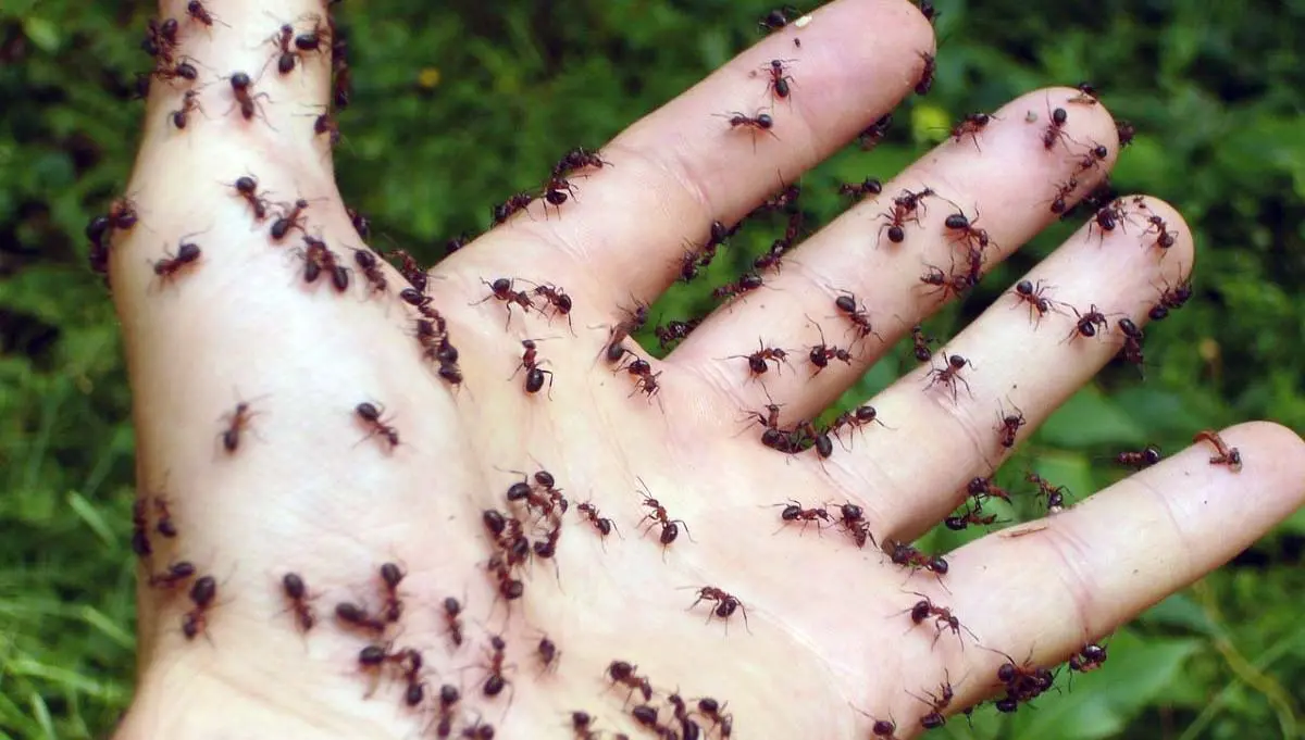ants stinging hand