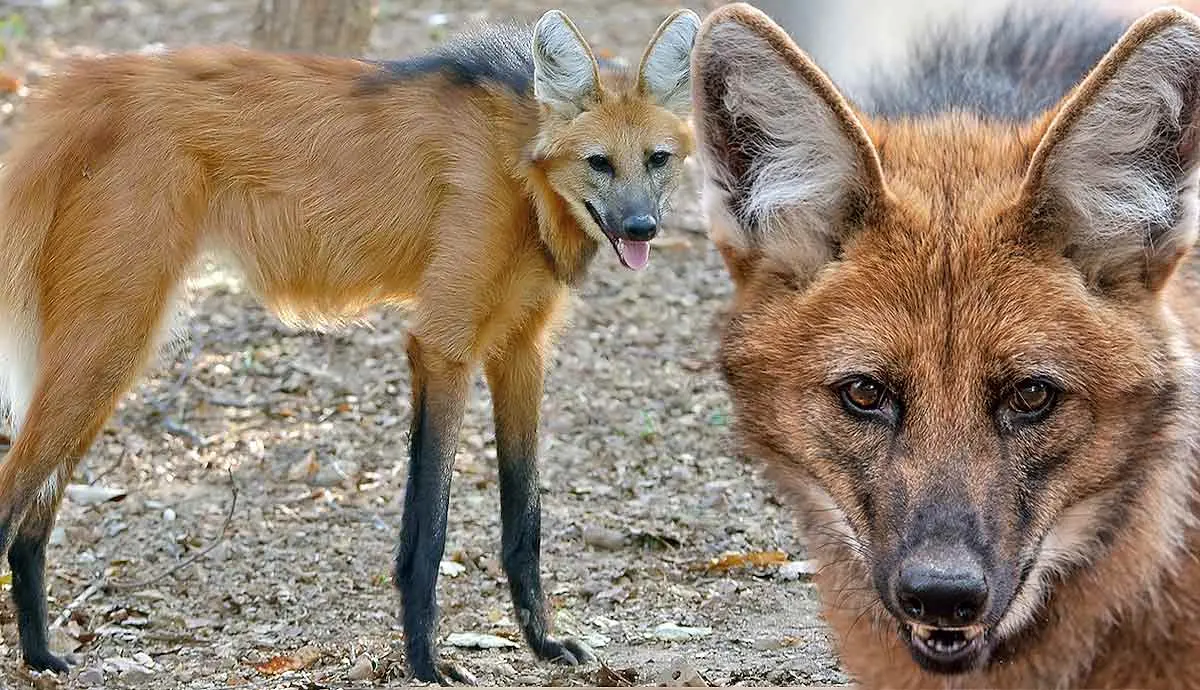 facts maned wolf