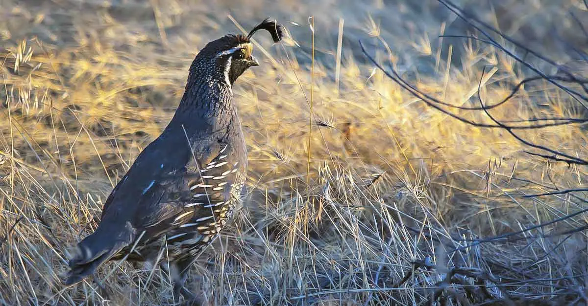 curious quail grasslands